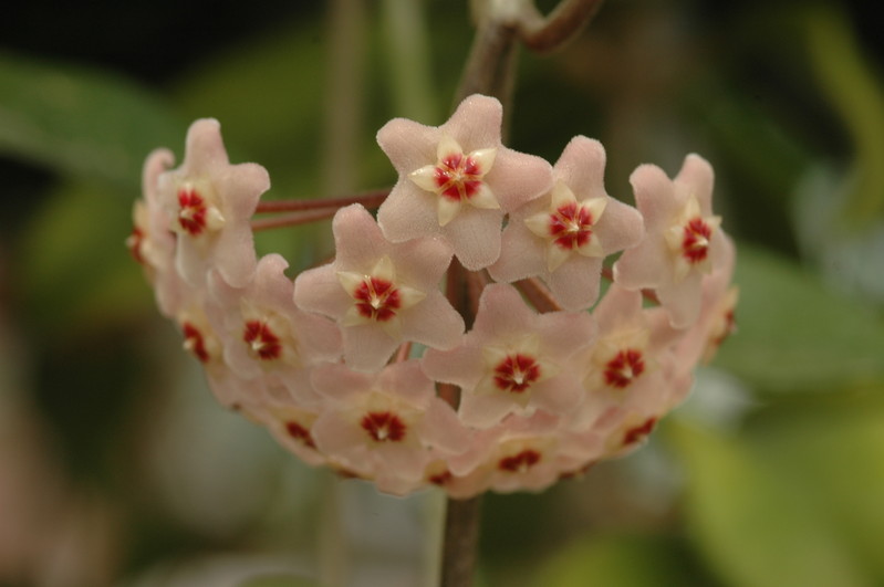 hoya carnosa 03a