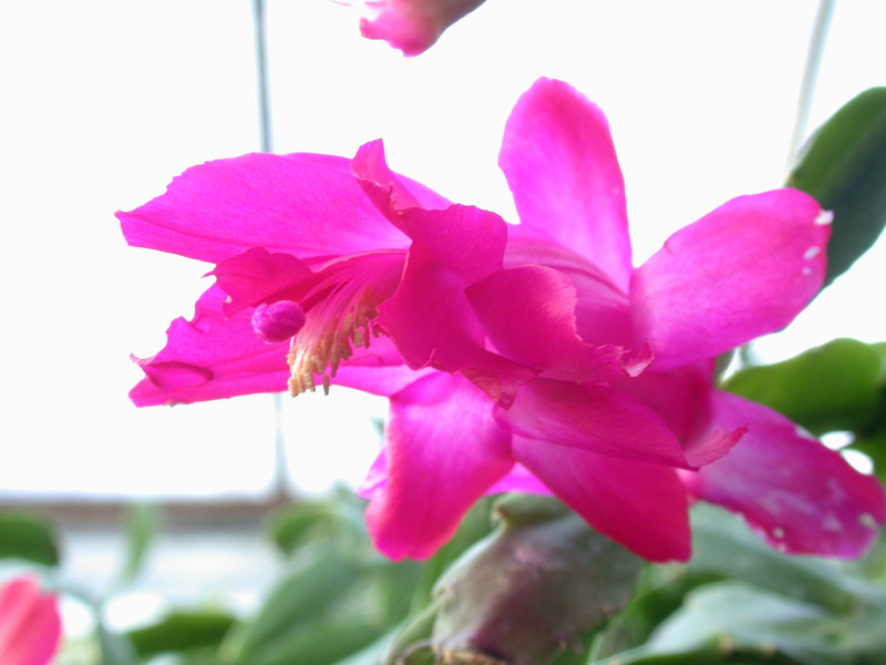 schlumbergera bristol queen 06