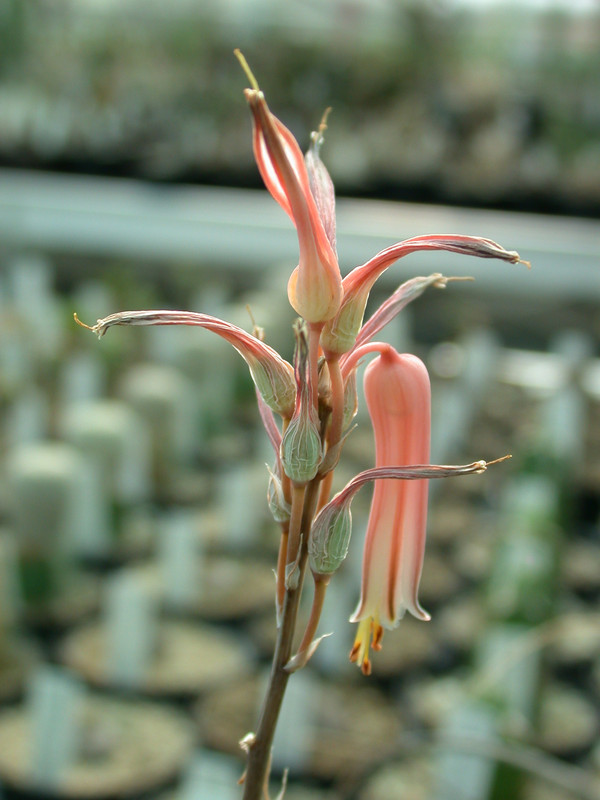 aloe jucunda es2094 01
