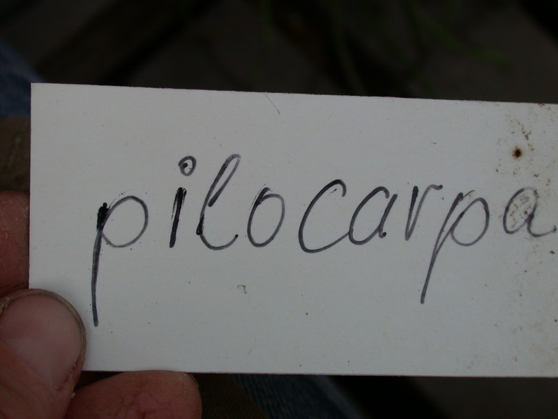 rhipsalis pilocarpa 2039