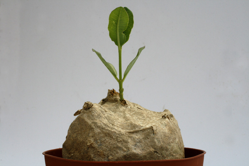 raphionacme longituba 9548