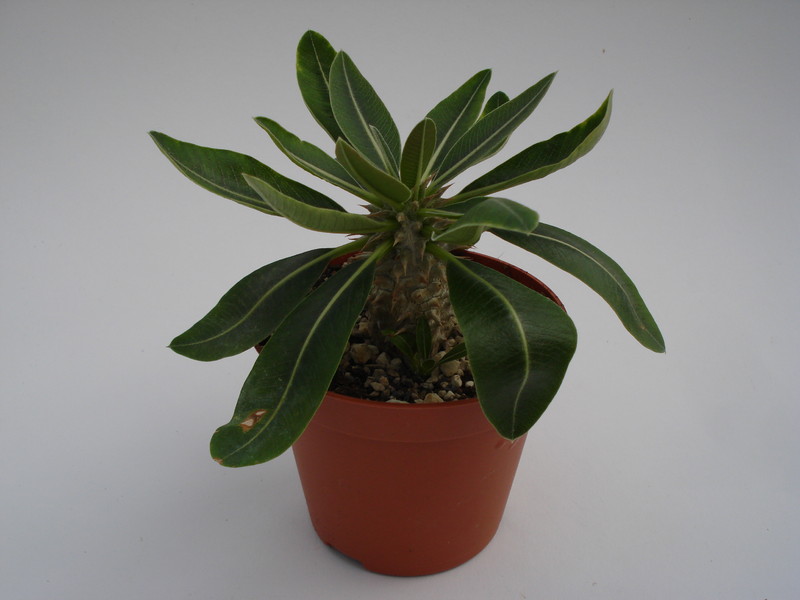 pachypodium rosulatum 729