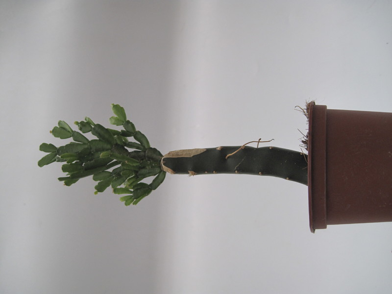 schlumbergera russeliana ehlers 7725