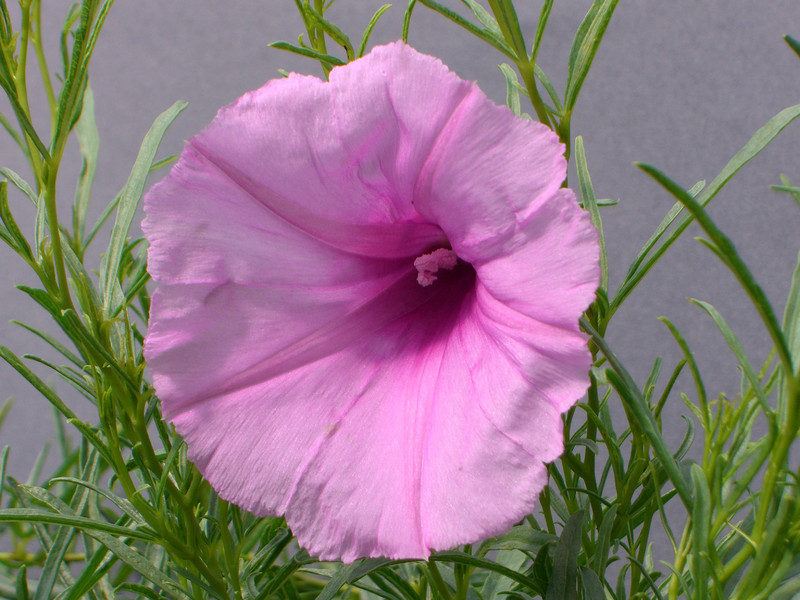 ipomea bolusiana 0849