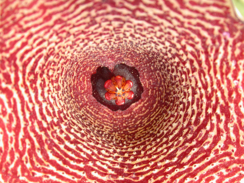 huernia leachii x keniensis 04