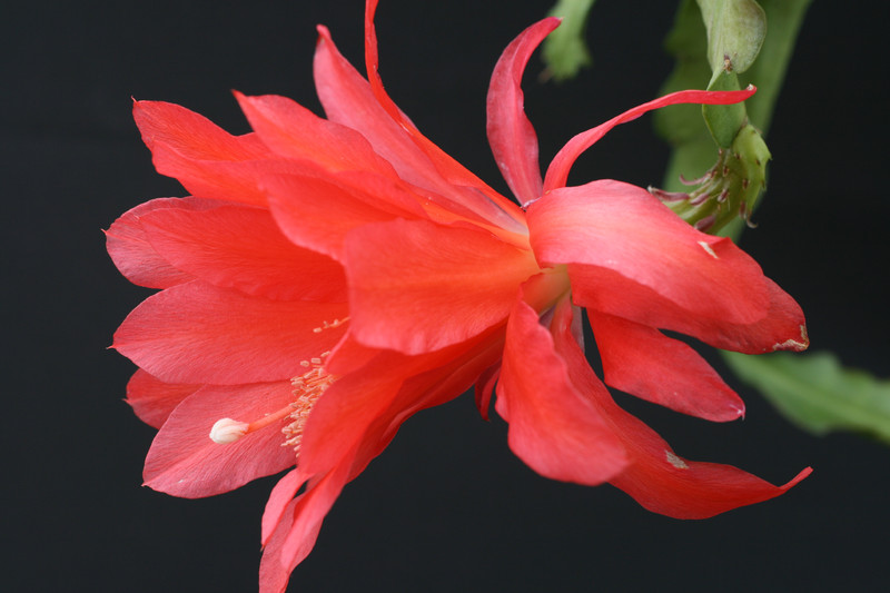 eh cecil cactus 5575 2358