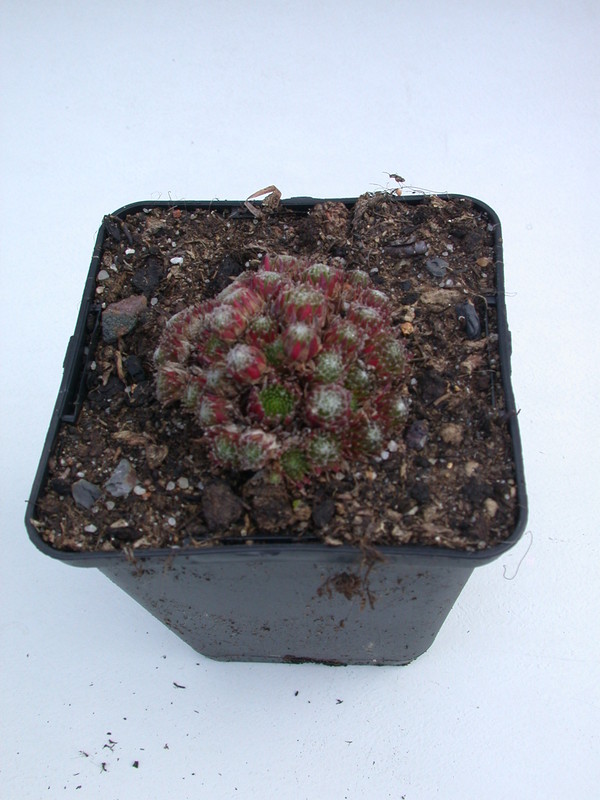 sempervivum hookeri 5720