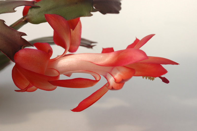 schlumbergera elfenzauber 8153