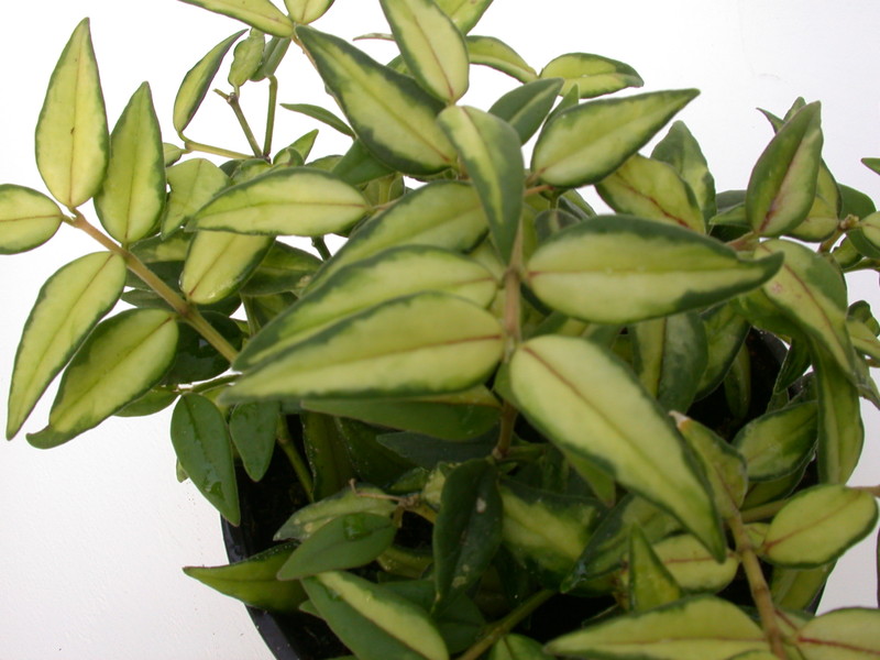 hoya bella louise buis 4020