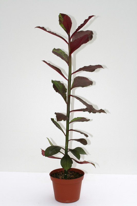 synadenium grantii rubra 3569