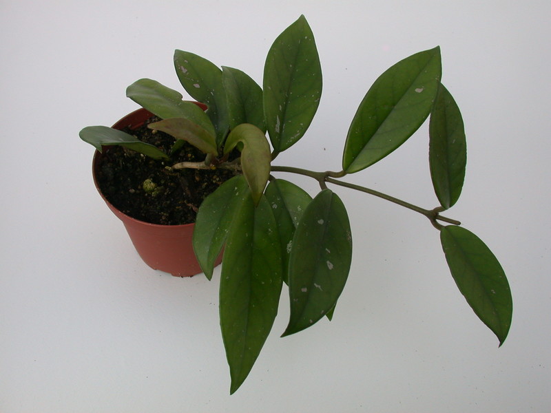 hoya carnosa rubra 1422