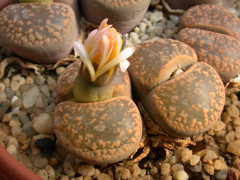 lithops aucampiae kuruman form c11 c173 02