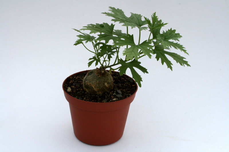 xerosicyos tripartidus 7287