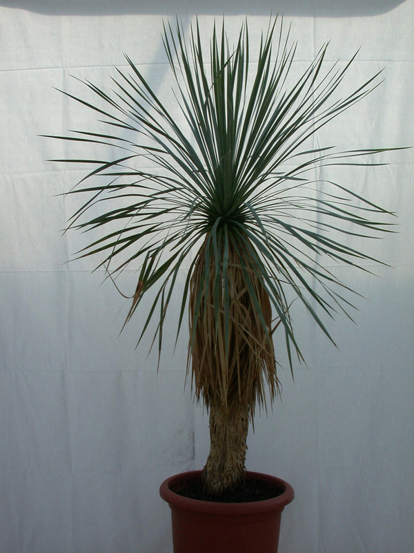 yucca rostrata 1485