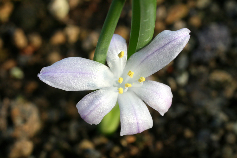 polyxena kamiesberg 0904