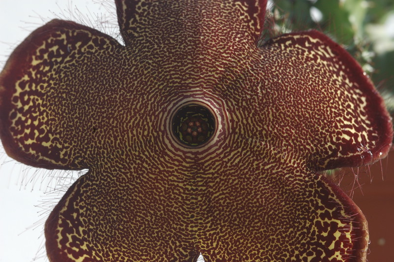 edithcolea grandis 1732