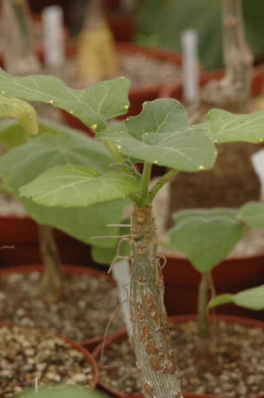 uncarina abbreviata 1100