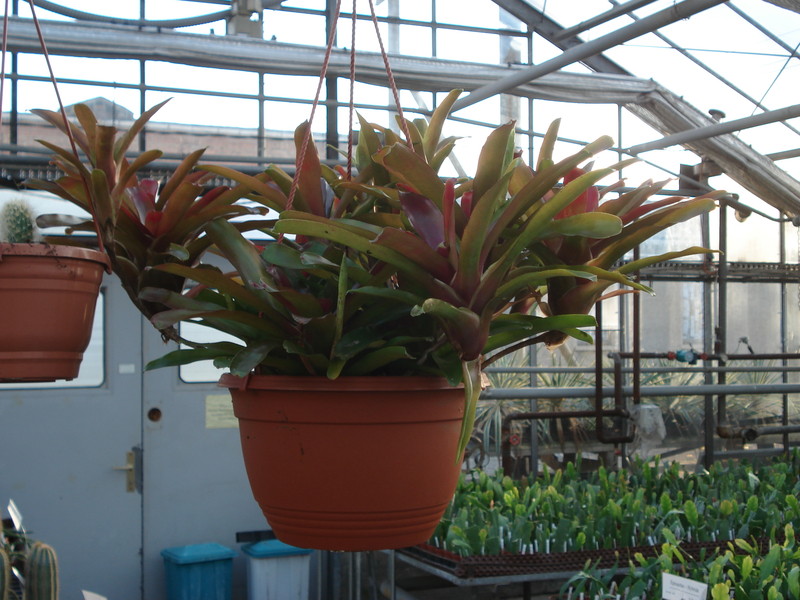neoregelia schultesiana fireball 4593