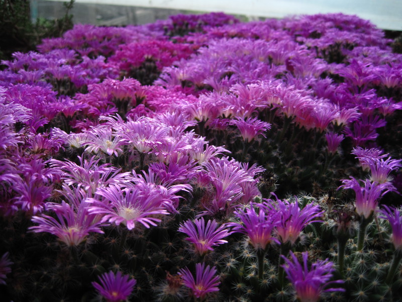 trichodiadema densum polster 9217