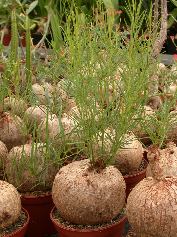 ipomea bolusiana