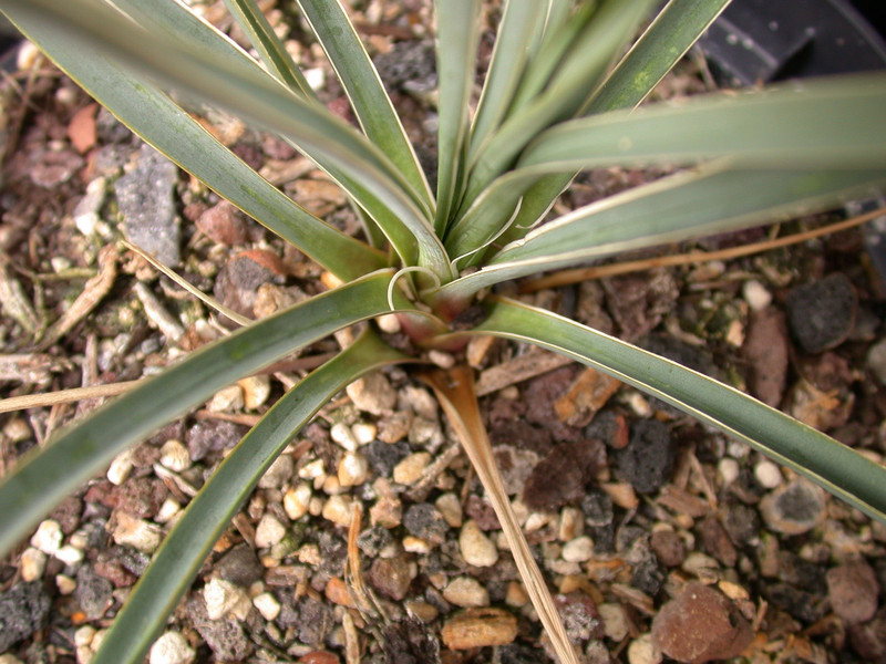yucca glauca montana 00
