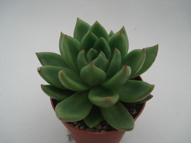 echeveria haageana 8383
