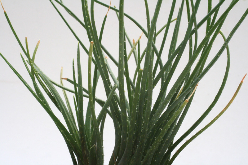 aloe lowiea 7680