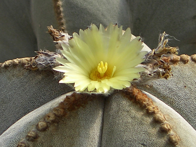 astrophytum myriostigma strongyogonum 0138