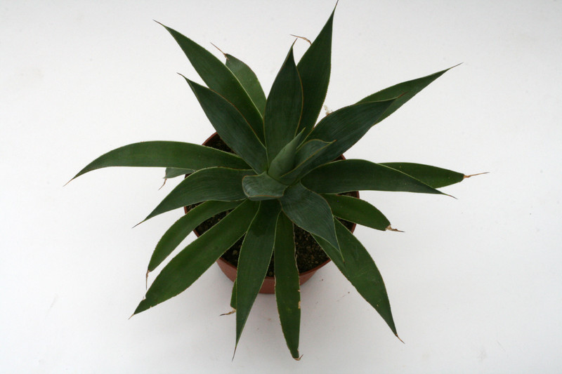 agave attenuata serulata 0054