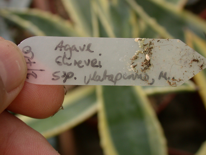 agave shrevei valtapuntes 2109