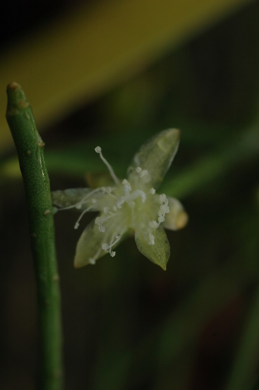 rhipsalis lindbergiana 01a