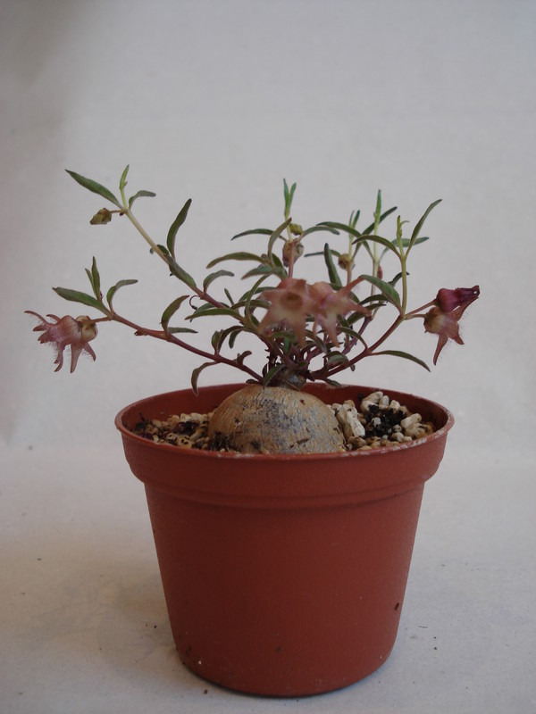 brachystelma meyerianum 147