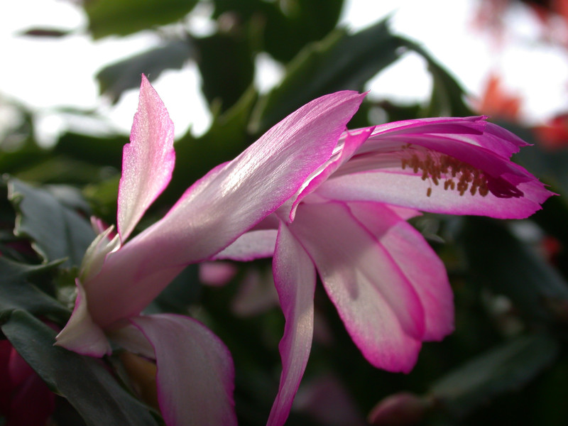 schlumbergera hatherton charm 215