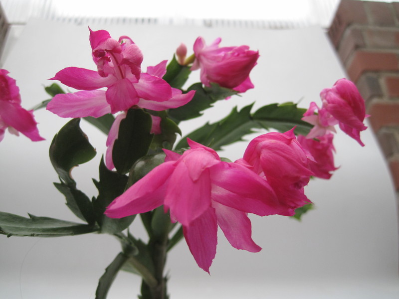 schlumbergera nono co 7759