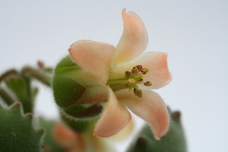 cotyledon ladysmithiensis großer loewe 1213