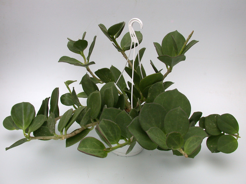 hoya pachyclada 3941