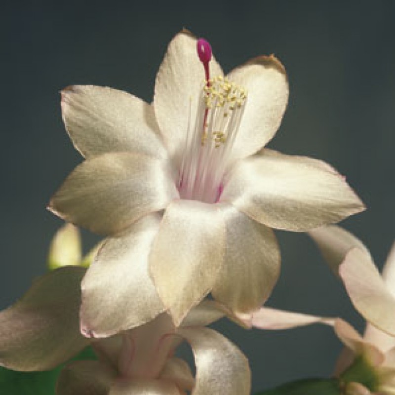schlumbergera limelight dancer 1636