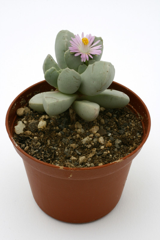 dracophilus montis draconis sperrgebiet 0711