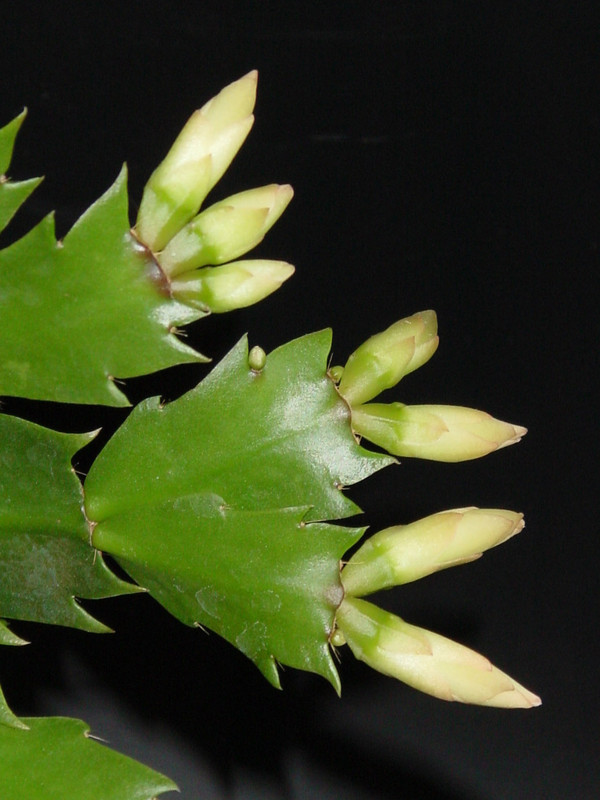 schlumbergera golden dancer 03