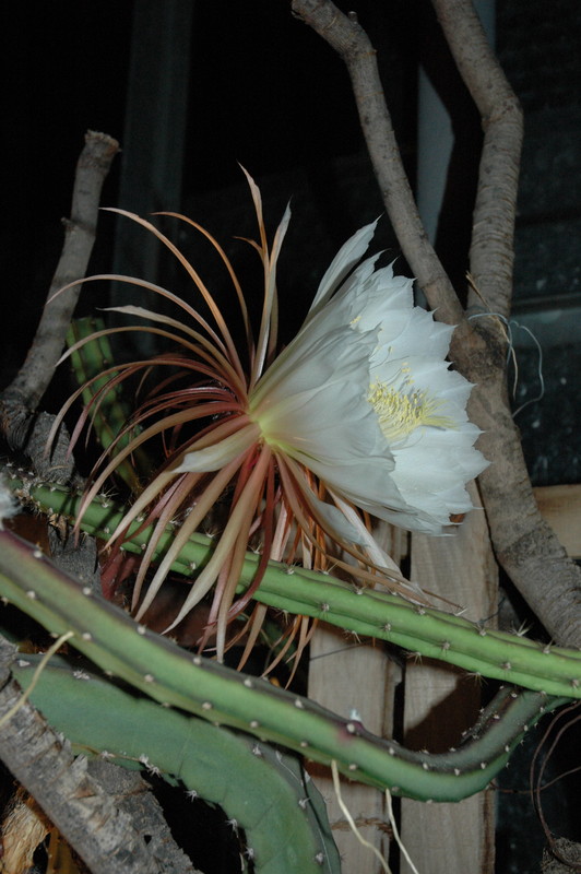 selenicereus grandiflorus koenigin 2006 05 9744