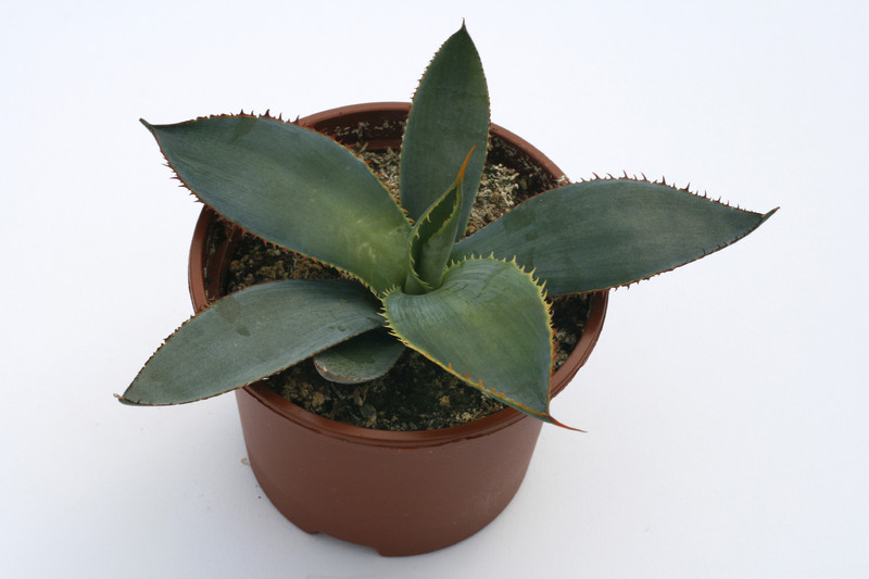 agave univitatta 7854
