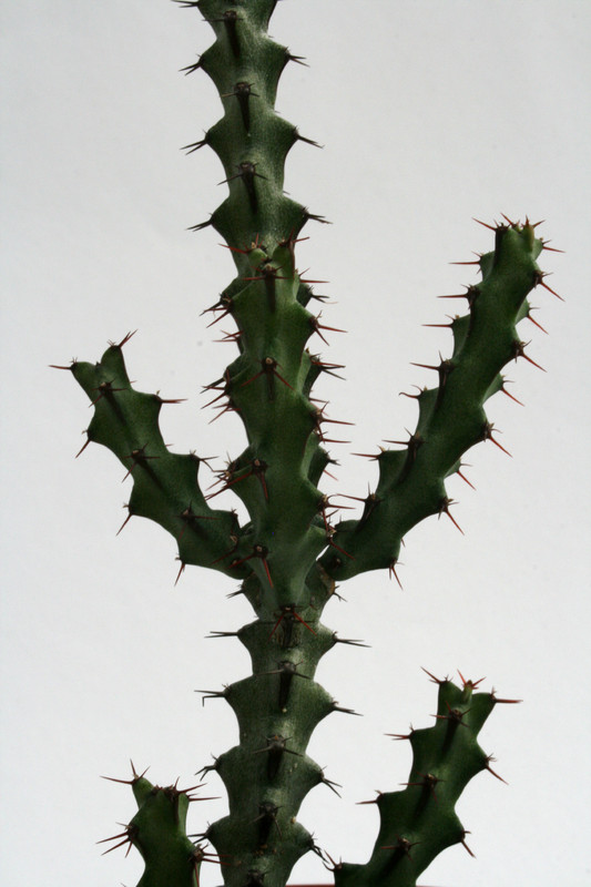 euphorbia angustiflora 6817