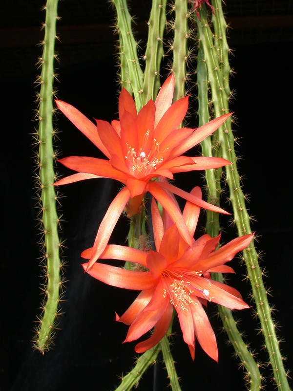 aporocactus sussex flame16