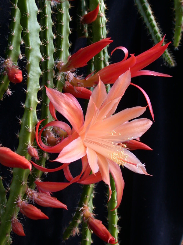 aporocactus orange queen 980670