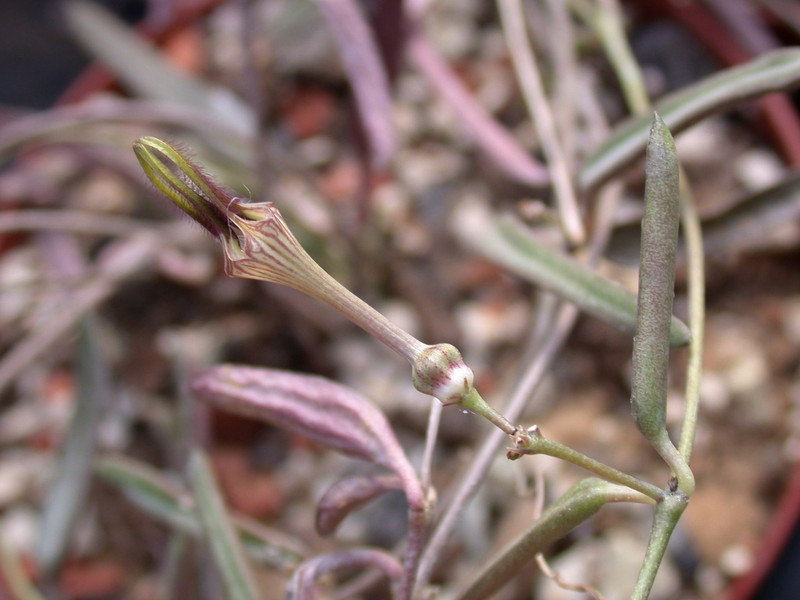 ceropegia africana 03