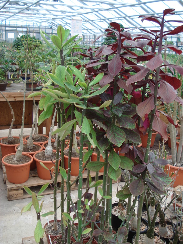 synadenium grantii 9948