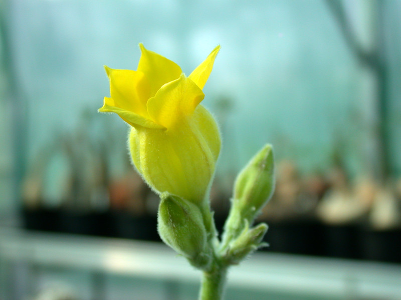 pachypodium rosulatum horombense es10399 ihosy 02