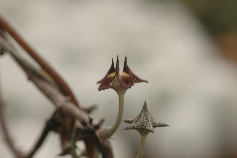 ceropegia stapeliaeformis 8757