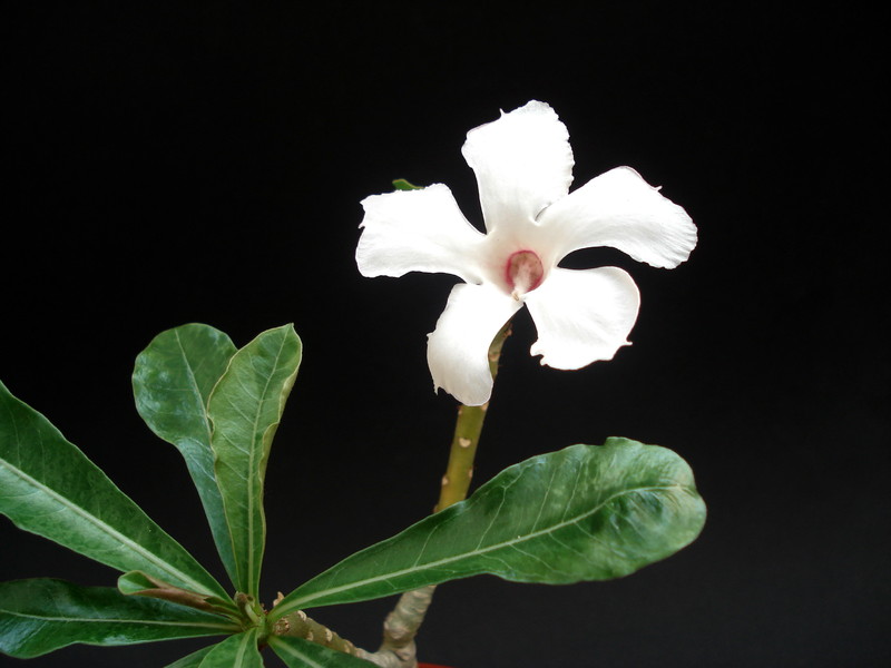 adenium kao keimook 05