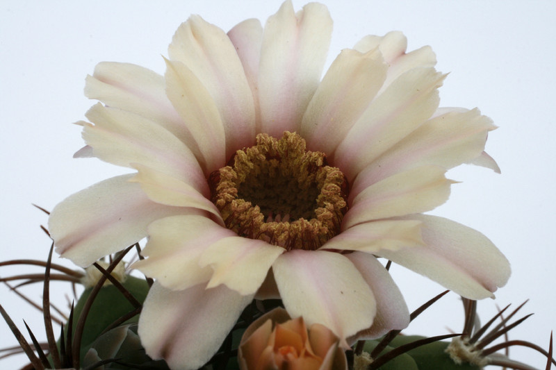 gymnocalycium marquezii 9919